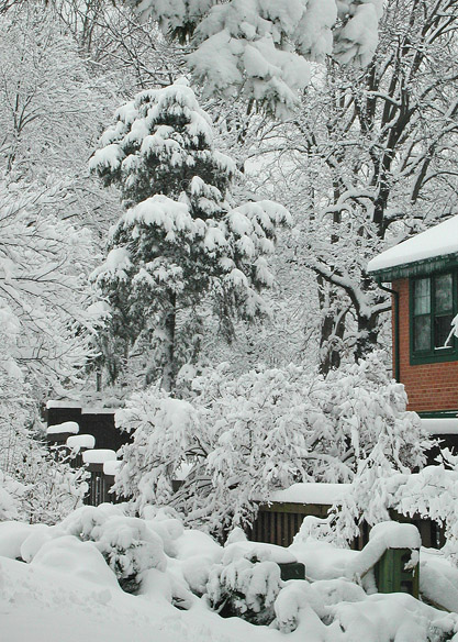 Winter along the pathway