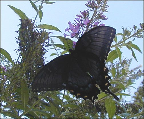 Black Tiger Butterfly