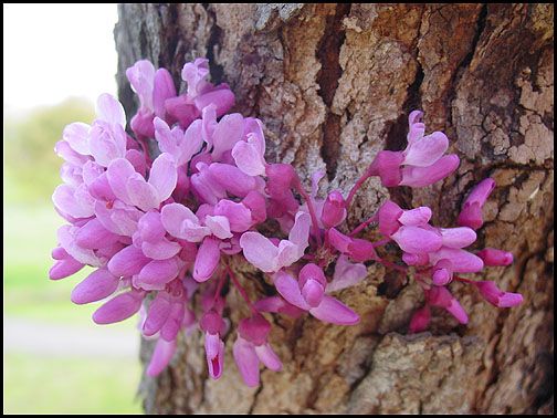 Red Bud and Bark