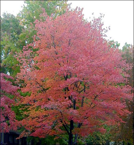 Autumn in Golf Course View