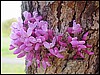 Red Bud and Bark