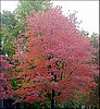 Autumn in Golf Course View